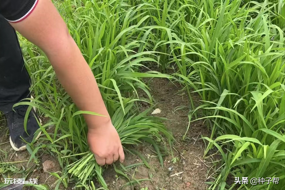草鱼吃什么草最好养(草鱼爱吃这两种草长得快)-图片2